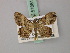  ( - BC ZSM Lep add 57881)  @13 [ ] CreativeCommons - Attribution Non-Commercial Share-Alike (2012) Axel Hausmann/Bavarian State Collection of Zoology (ZSM) SNSB, Zoologische Staatssammlung Muenchen