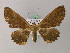  ( - BC ZSM Lep add 57896)  @14 [ ] CreativeCommons - Attribution Non-Commercial Share-Alike (2012) Axel Hausmann/Bavarian State Collection of Zoology (ZSM) SNSB, Zoologische Staatssammlung Muenchen