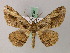  ( - BC ZSM Lep add 57901)  @14 [ ] CreativeCommons - Attribution Non-Commercial Share-Alike (2012) Axel Hausmann/Bavarian State Collection of Zoology (ZSM) SNSB, Zoologische Staatssammlung Muenchen