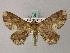  ( - BC ZSM Lep add 57902)  @12 [ ] CreativeCommons - Attribution Non-Commercial Share-Alike (2012) Axel Hausmann/Bavarian State Collection of Zoology (ZSM) SNSB, Zoologische Staatssammlung Muenchen