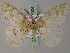  ( - BC ZSM Lep add 57904)  @11 [ ] CreativeCommons - Attribution Non-Commercial Share-Alike (2012) Axel Hausmann/Bavarian State Collection of Zoology (ZSM) SNSB, Zoologische Staatssammlung Muenchen
