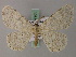  ( - BC ZSM Lep add 57905)  @11 [ ] CreativeCommons - Attribution Non-Commercial Share-Alike (2012) Axel Hausmann/Bavarian State Collection of Zoology (ZSM) SNSB, Zoologische Staatssammlung Muenchen
