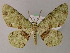  ( - BC ZSM Lep add 57911)  @11 [ ] CreativeCommons - Attribution Non-Commercial Share-Alike (2012) Axel Hausmann/Bavarian State Collection of Zoology (ZSM) SNSB, Zoologische Staatssammlung Muenchen