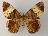  ( - BC ZSM Lep add 57927)  @13 [ ] CreativeCommons - Attribution Non-Commercial Share-Alike (2012) Axel Hausmann/Bavarian State Collection of Zoology (ZSM) SNSB, Zoologische Staatssammlung Muenchen