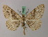  ( - BC ZSM Lep add 57947)  @14 [ ] CreativeCommons - Attribution Non-Commercial Share-Alike (2012) Axel Hausmann/Bavarian State Collection of Zoology (ZSM) SNSB, Zoologische Staatssammlung Muenchen
