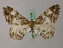  ( - BC ZSM Lep add 57948)  @14 [ ] CreativeCommons - Attribution Non-Commercial Share-Alike (2012) Axel Hausmann/Bavarian State Collection of Zoology (ZSM) SNSB, Zoologische Staatssammlung Muenchen