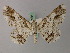  ( - BC ZSM Lep add 57981)  @13 [ ] CreativeCommons - Attribution Non-Commercial Share-Alike (2012) Axel Hausmann/Bavarian State Collection of Zoology (ZSM) SNSB, Zoologische Staatssammlung Muenchen