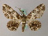  ( - BC ZSM Lep add 57995)  @13 [ ] CreativeCommons - Attribution Non-Commercial Share-Alike (2012) Axel Hausmann/Bavarian State Collection of Zoology (ZSM) SNSB, Zoologische Staatssammlung Muenchen