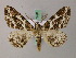  ( - BC ZSM Lep add 57996)  @14 [ ] CreativeCommons - Attribution Non-Commercial Share-Alike (2012) Axel Hausmann/Bavarian State Collection of Zoology (ZSM) SNSB, Zoologische Staatssammlung Muenchen