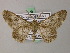  ( - BC ZSM Lep add 58009)  @14 [ ] CreativeCommons - Attribution Non-Commercial Share-Alike (2012) Axel Hausmann/Bavarian State Collection of Zoology (ZSM) SNSB, Zoologische Staatssammlung Muenchen