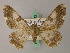  ( - BC ZSM Lep add 58012)  @13 [ ] CreativeCommons - Attribution Non-Commercial Share-Alike (2012) Axel Hausmann/Bavarian State Collection of Zoology (ZSM) SNSB, Zoologische Staatssammlung Muenchen