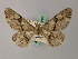  ( - BC ZSM Lep add 58019)  @14 [ ] CreativeCommons - Attribution Non-Commercial Share-Alike (2012) Axel Hausmann/Bavarian State Collection of Zoology (ZSM) SNSB, Zoologische Staatssammlung Muenchen