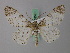  ( - BC ZSM Lep add 58025)  @11 [ ] CreativeCommons - Attribution Non-Commercial Share-Alike (2012) Axel Hausmann/Bavarian State Collection of Zoology (ZSM) SNSB, Zoologische Staatssammlung Muenchen