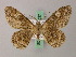  ( - BC ZSM Lep add 58037)  @13 [ ] CreativeCommons - Attribution Non-Commercial Share-Alike (2012) Axel Hausmann/Bavarian State Collection of Zoology (ZSM) SNSB, Zoologische Staatssammlung Muenchen