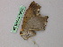  ( - BC ZSM Lep add 58038)  @12 [ ] CreativeCommons - Attribution Non-Commercial Share-Alike (2012) Axel Hausmann/Bavarian State Collection of Zoology (ZSM) SNSB, Zoologische Staatssammlung Muenchen