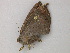  ( - BC ZSM Lep add 58040)  @12 [ ] CreativeCommons - Attribution Non-Commercial Share-Alike (2012) Axel Hausmann/Bavarian State Collection of Zoology (ZSM) SNSB, Zoologische Staatssammlung Muenchen