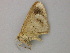  ( - BC ZSM Lep add 58042)  @12 [ ] CreativeCommons - Attribution Non-Commercial Share-Alike (2012) Axel Hausmann/Bavarian State Collection of Zoology (ZSM) SNSB, Zoologische Staatssammlung Muenchen