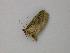  ( - BC ZSM Lep add 58050)  @12 [ ] CreativeCommons - Attribution Non-Commercial Share-Alike (2012) Axel Hausmann/Bavarian State Collection of Zoology (ZSM) SNSB, Zoologische Staatssammlung Muenchen