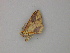  ( - BC ZSM Lep add 58058)  @12 [ ] CreativeCommons - Attribution Non-Commercial Share-Alike (2012) Axel Hausmann/Bavarian State Collection of Zoology (ZSM) SNSB, Zoologische Staatssammlung Muenchen
