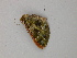  ( - BC ZSM Lep add 58062)  @12 [ ] CreativeCommons - Attribution Non-Commercial Share-Alike (2012) Axel Hausmann/Bavarian State Collection of Zoology (ZSM) SNSB, Zoologische Staatssammlung Muenchen