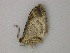  ( - BC ZSM Lep add 58071)  @12 [ ] CreativeCommons - Attribution Non-Commercial Share-Alike (2012) Axel Hausmann/Bavarian State Collection of Zoology (ZSM) SNSB, Zoologische Staatssammlung Muenchen
