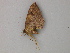  ( - BC ZSM Lep add 58087)  @12 [ ] CreativeCommons - Attribution Non-Commercial Share-Alike (2012) Axel Hausmann/Bavarian State Collection of Zoology (ZSM) SNSB, Zoologische Staatssammlung Muenchen