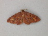  ( - BC ZSM Lep add 58090)  @12 [ ] CreativeCommons - Attribution Non-Commercial Share-Alike (2012) Axel Hausmann/Bavarian State Collection of Zoology (ZSM) SNSB, Zoologische Staatssammlung Muenchen