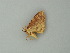  ( - BC ZSM Lep 20491)  @12 [ ] CreativeCommons - Attribution Non-Commercial Share-Alike (2012) Axel Hausmann/Bavarian State Collection of Zoology (ZSM) SNSB, Zoologische Staatssammlung Muenchen