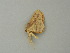  ( - BC ZSM Lep 20492)  @12 [ ] CreativeCommons - Attribution Non-Commercial Share-Alike (2012) Axel Hausmann/Bavarian State Collection of Zoology (ZSM) SNSB, Zoologische Staatssammlung Muenchen