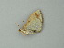  ( - BC ZSM Lep 20501)  @12 [ ] CreativeCommons - Attribution Non-Commercial Share-Alike (2012) Axel Hausmann/Bavarian State Collection of Zoology (ZSM) SNSB, Zoologische Staatssammlung Muenchen