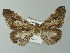  ( - BC ZSM Lep 20505)  @11 [ ] CreativeCommons - Attribution Non-Commercial Share-Alike (2012) Axel Hausmann/Bavarian State Collection of Zoology (ZSM) SNSB, Zoologische Staatssammlung Muenchen