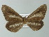  (Macrosoma AH02Pe - BC ZSM Lep 20507)  @14 [ ] CreativeCommons - Attribution Non-Commercial Share-Alike (2012) Axel Hausmann/Bavarian State Collection of Zoology (ZSM) SNSB, Zoologische Staatssammlung Muenchen