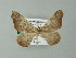  (Macrosoma AH03Pe - BC ZSM Lep 20508)  @12 [ ] CreativeCommons - Attribution Non-Commercial Share-Alike (2012) Axel Hausmann/Bavarian State Collection of Zoology (ZSM) SNSB, Zoologische Staatssammlung Muenchen