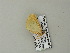  ( - BC ZSM Lep 20552)  @12 [ ] CreativeCommons - Attribution Non-Commercial Share-Alike (2012) Axel Hausmann/Bavarian State Collection of Zoology (ZSM) SNSB, Zoologische Staatssammlung Muenchen