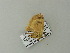  ( - BC ZSM Lep 20560)  @12 [ ] CreativeCommons - Attribution Non-Commercial Share-Alike (2012) Axel Hausmann/Bavarian State Collection of Zoology (ZSM) SNSB, Zoologische Staatssammlung Muenchen
