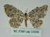  (Scopula AH01Tw - BC ZSM Lep 52399)  @13 [ ] CreativeCommons - Attribution Non-Commercial Share-Alike (2012) Axel Hausmann/Bavarian State Collection of Zoology (ZSM) SNSB, Zoologische Staatssammlung Muenchen