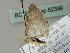  ( - BC ZSM Lep 52399)  @12 [ ] CreativeCommons - Attribution Non-Commercial Share-Alike (2012) Axel Hausmann/Bavarian State Collection of Zoology (ZSM) SNSB, Zoologische Staatssammlung Muenchen