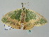  ( - BC ZSM Lep 52410)  @11 [ ] CreativeCommons - Attribution Non-Commercial Share-Alike (2012) Axel Hausmann/Bavarian State Collection of Zoology (ZSM) SNSB, Zoologische Staatssammlung Muenchen