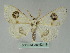  (Problepsis AH01Tw - BC ZSM Lep 52419)  @11 [ ] CreativeCommons - Attribution Non-Commercial Share-Alike (2012) Axel Hausmann/Bavarian State Collection of Zoology (ZSM) SNSB, Zoologische Staatssammlung Muenchen