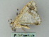  ( - BC ZSM Lep 52425)  @13 [ ] CreativeCommons - Attribution Non-Commercial Share-Alike (2012) Axel Hausmann/Bavarian State Collection of Zoology (ZSM) SNSB, Zoologische Staatssammlung Muenchen