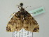  ( - BC ZSM Lep 52428)  @12 [ ] CreativeCommons - Attribution Non-Commercial Share-Alike (2012) Axel Hausmann/Bavarian State Collection of Zoology (ZSM) SNSB, Zoologische Staatssammlung Muenchen