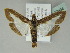  ( - BC ZSM Lep 52434)  @13 [ ] CreativeCommons - Attribution Non-Commercial Share-Alike (2012) Axel Hausmann/Bavarian State Collection of Zoology (ZSM) SNSB, Zoologische Staatssammlung Muenchen