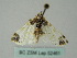  ( - BC ZSM Lep 52461)  @11 [ ] CreativeCommons - Attribution Non-Commercial Share-Alike (2012) Axel Hausmann/Bavarian State Collection of Zoology (ZSM) SNSB, Zoologische Staatssammlung Muenchen