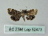  (Eugauria albidentata - BC ZSM Lep 52473)  @11 [ ] CreativeCommons - Attribution Non-Commercial Share-Alike (2012) Axel Hausmann/Bavarian State Collection of Zoology (ZSM) SNSB, Zoologische Staatssammlung Muenchen