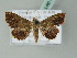  (Endotricha WS01Tw - BC ZSM Lep 52476)  @14 [ ] CreativeCommons - Attribution Non-Commercial Share-Alike (2012) Axel Hausmann/Bavarian State Collection of Zoology (ZSM) SNSB, Zoologische Staatssammlung Muenchen