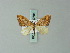  ( - BC ZSM Lep 60781)  @12 [ ] CreativeCommons - Attribution Non-Commercial Share-Alike (2012) Axel Hausmann/Bavarian State Collection of Zoology (ZSM) SNSB, Zoologische Staatssammlung Muenchen