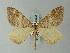  ( - BC ZSM Lep 60802)  @12 [ ] CreativeCommons - Attribution Non-Commercial Share-Alike (2012) Axel Hausmann/Bavarian State Collection of Zoology (ZSM) SNSB, Zoologische Staatssammlung Muenchen