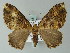  ( - BC ZSM Lep 60841)  @15 [ ] CreativeCommons - Attribution Non-Commercial Share-Alike (2012) Axel Hausmann/Bavarian State Collection of Zoology (ZSM) SNSB, Zoologische Staatssammlung Muenchen