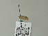 ( - BC ZSM Lep 60855)  @12 [ ] CreativeCommons - Attribution Non-Commercial Share-Alike (2012) Axel Hausmann/Bavarian State Collection of Zoology (ZSM) SNSB, Zoologische Staatssammlung Muenchen