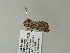  ( - BC ZSM Lep 60859)  @12 [ ] CreativeCommons - Attribution Non-Commercial Share-Alike (2012) Axel Hausmann/Bavarian State Collection of Zoology (ZSM) SNSB, Zoologische Staatssammlung Muenchen